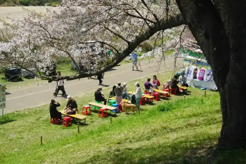 People enjoying a picnic together on a grassy hill under cherry blossom trees